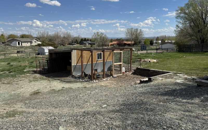 460 ramshorn Chicken Coop
