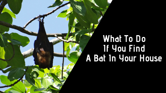 What To DoIf You FindA Bat In Your House