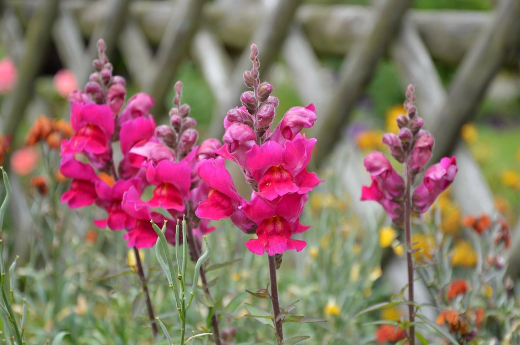 Flowers for Curb Appeal