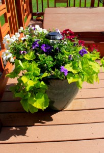 Creating an Outdoor Oasis With Potted Plants - Wind River Realty